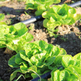 El huerto "Hermana Tierra"